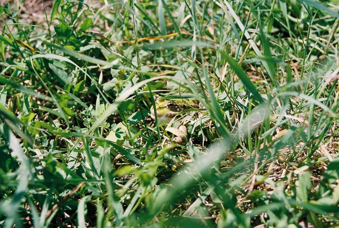 Photo d'une grenouille dans l'herbe. 25/05/2024, Haugruen 67850, Canon EOS 500N, JPG qualité 50%